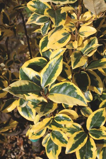 Elaeagnus Ebbingei Gilt Edge [1]