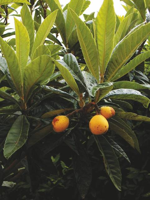 Eriobotrya Japonica [1]