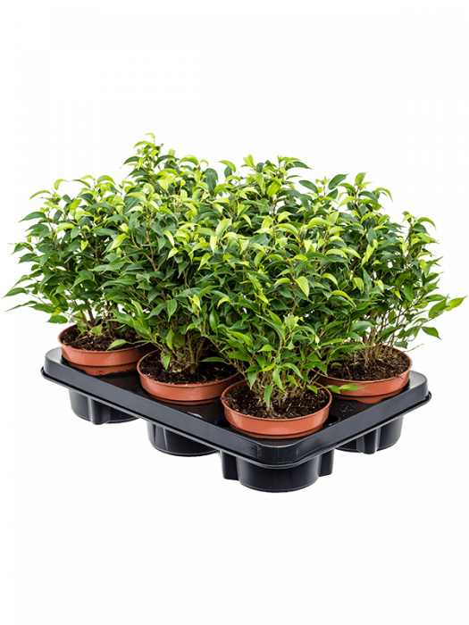 Ficus benjamina 'Natasja' 6 buc/set 30 cm [2]