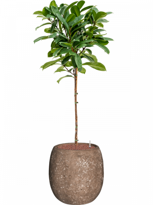 Ficus cyathistipula 130 cm [2]