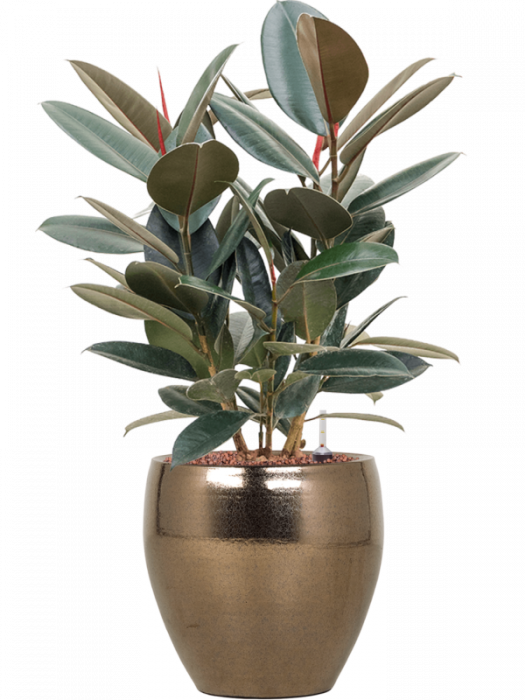 Ficus elastica 'Abidjan' 70 cm [2]