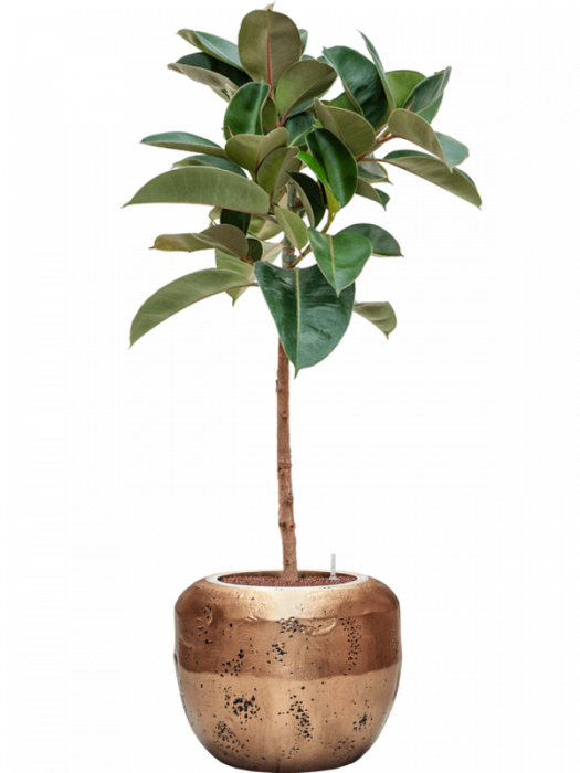 Ficus elastica 'Robusta' 125 cm [2]