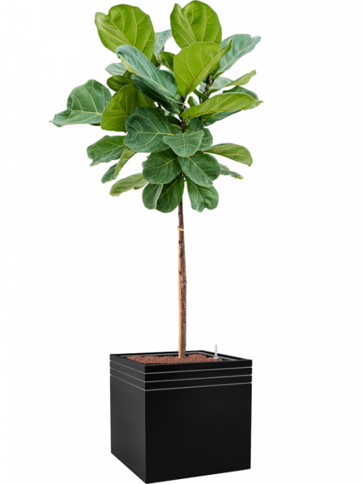 Ficus lyrata 160 cm [2]