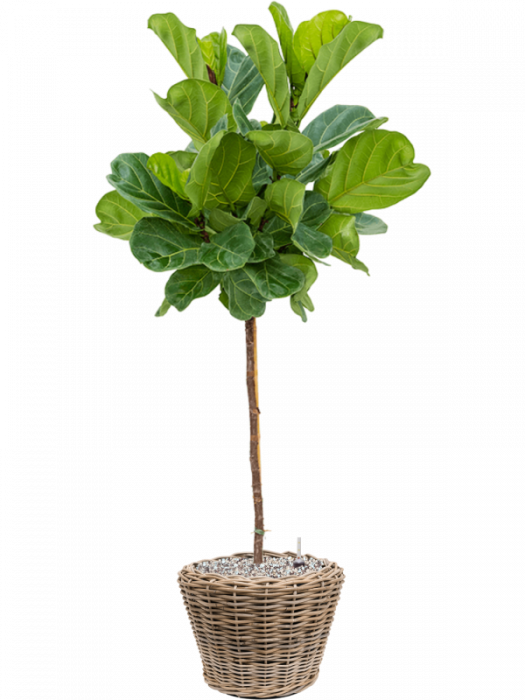 Ficus lyrata 160 cm [2]