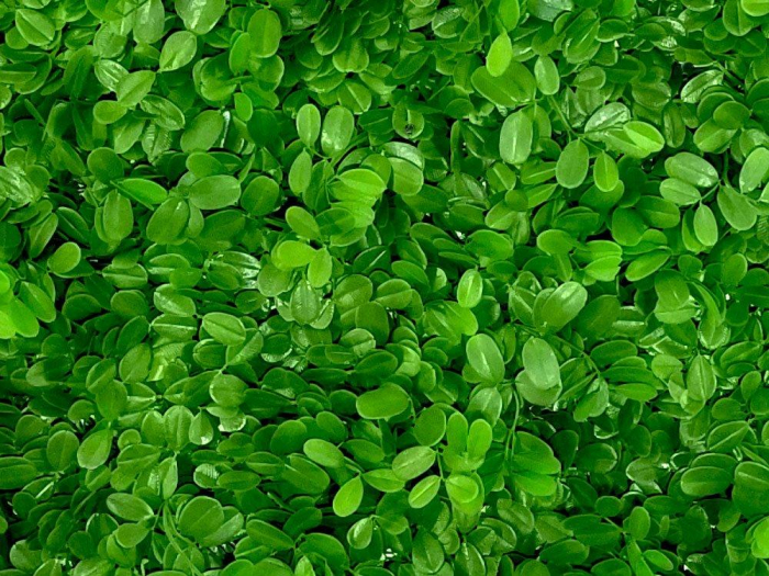 Ficus Microcarpa [2]