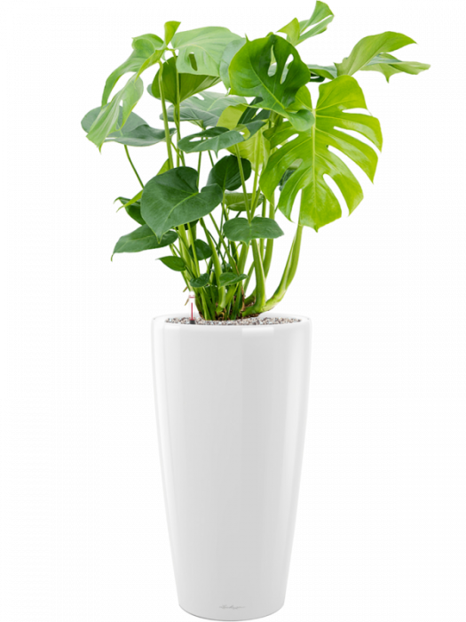 Ghiveci LECHUZA Premium Rondo Alb 32 x 56 [4]