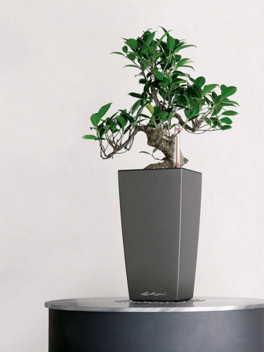 Ghiveci LECHUZA Maxi-Cubi Antracit 14 x 14 / 26 [3]