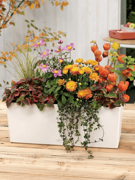 Ghiveci LECHUZA Balconera Color Alb 50 x 19 / 19 [3]