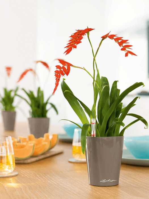 Ghiveci LECHUZA Premium Mini-Deltini Taupe 10 x 13 [3]