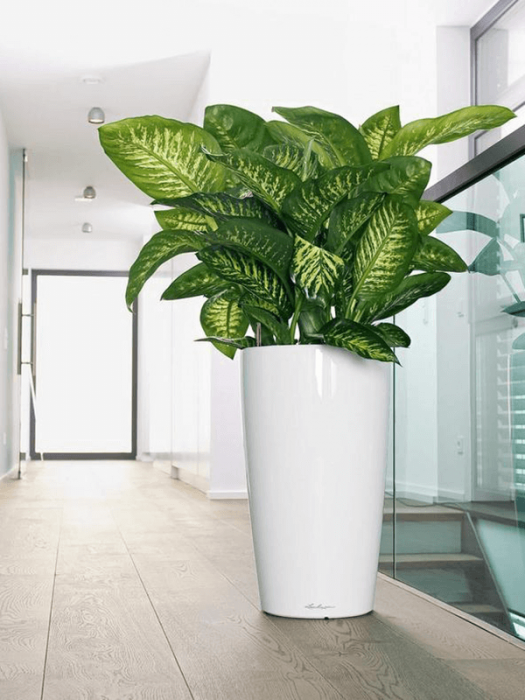 Ghiveci LECHUZA Premium Rondo Alb 40 x 75 [3]