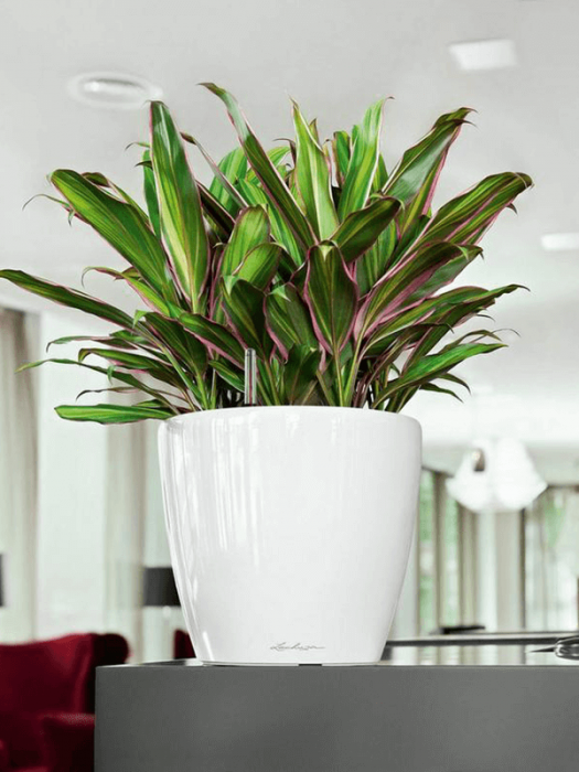 Ghiveci LECHUZA Premium Classico LS Alb 28 x 26 [3]