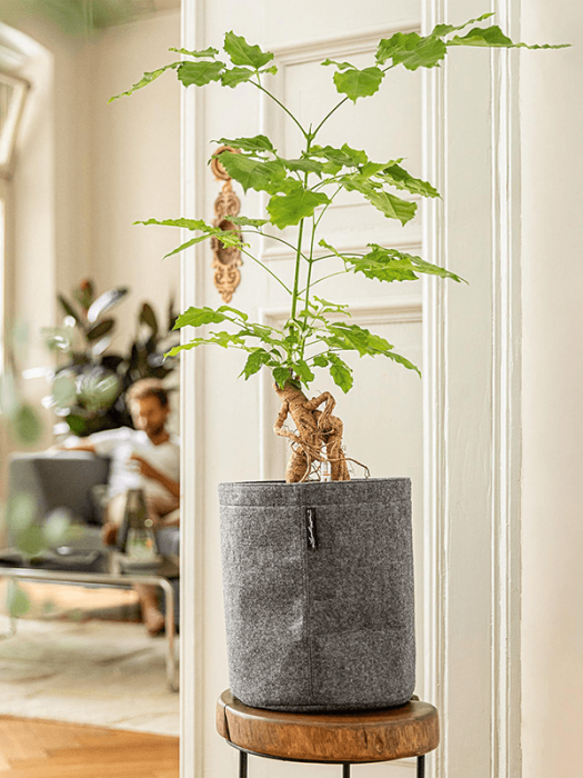 Ghiveci LECHUZA Trendcover Gri 23 x 26.5 [3]