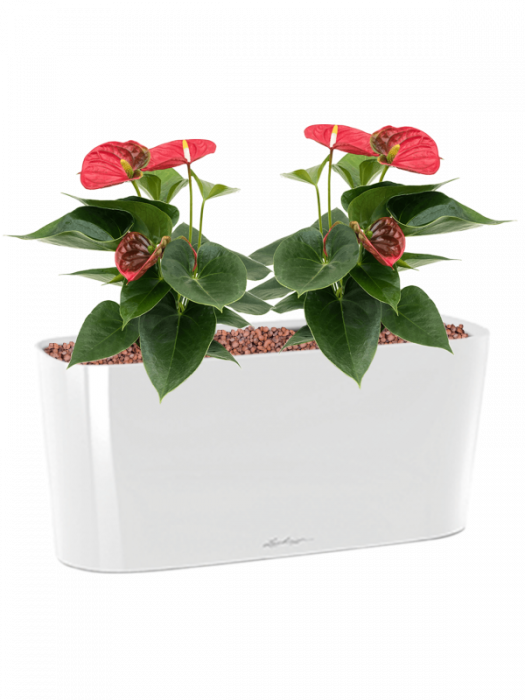 Ghiveci LECHUZA Premium Delta Alb 40 x 15 / 18 [4]