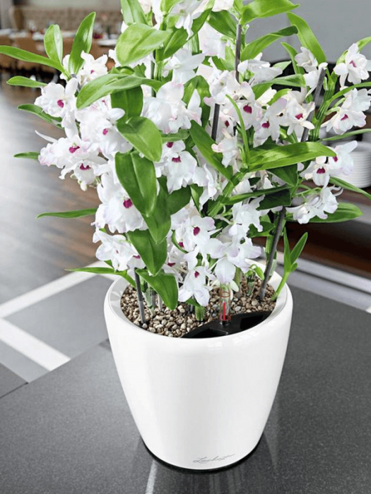 Ghiveci LECHUZA Premium Classico LS Alb 21 x 20 [3]