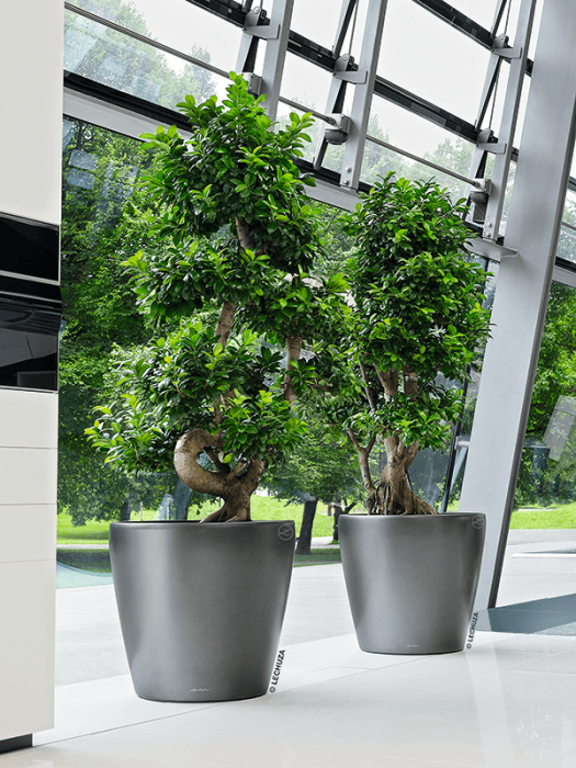 Ghiveci LECHUZA Classico Antracit 50 x 47 [2]