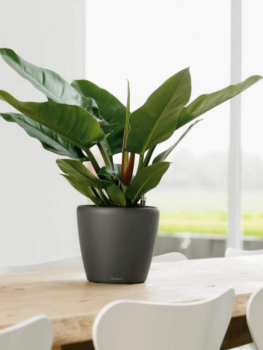 Ghiveci LECHUZA Classico LS Antracit 21 x 20 [3]