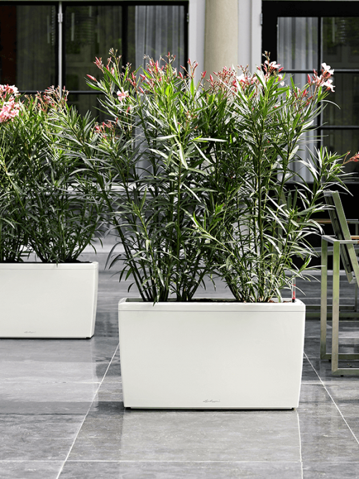 Ghiveci LECHUZA Cararo Alb 75 x 30 / 43 [3]