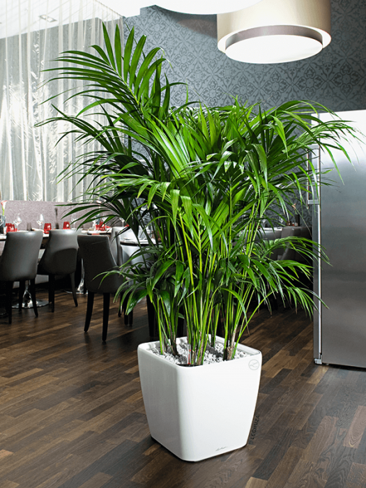 Ghiveci LECHUZA Premium Quadro LS Alb 35 x 35 / 33 [4]