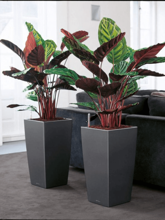 Ghiveci LECHUZA Premium Cubico Antracit 40 x 40 x 75 [3]