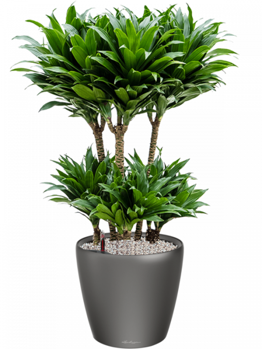 Ghiveci LECHUZA Classico LS Antracit 35 x 33 [3]