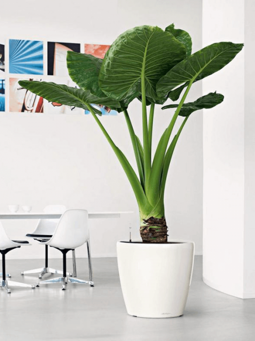 Ghiveci LECHUZA Premium Classico LS Alb 50 x 47 [3]