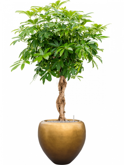 Ghiveci METALLIC SILVER LEAF matt honey (cu liner) 50 x 45 [3]