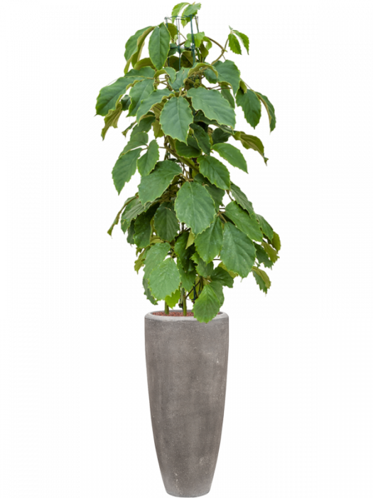 Ghiveci POLYSTONE PLAIN gri (cu liner) 30 x 70 [2]