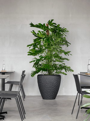 Ghiveci POLYSTONE ROCKWELL Smoke 65 x 65 [2]