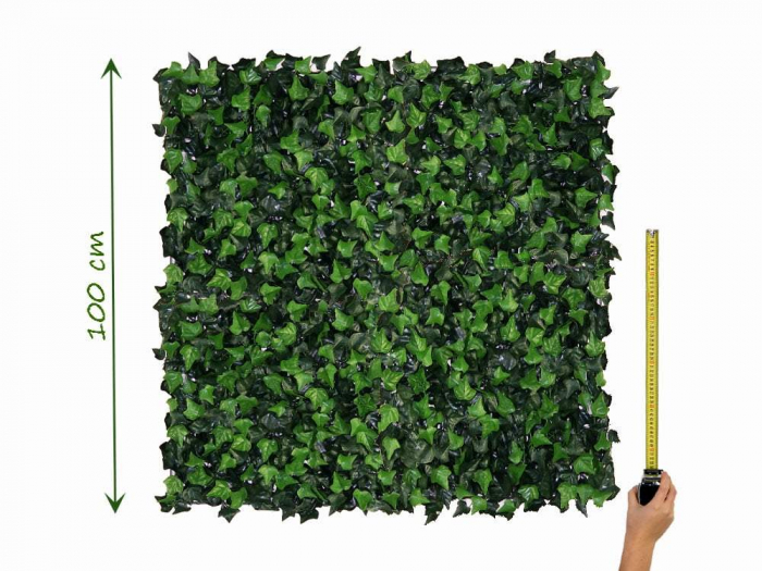 Hedera Helix (Iedera) - rezistență la foc clasa B [5]