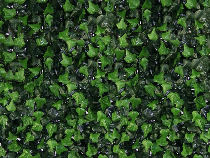 Hedera Helix (Iedera) - rezistență la foc clasa C [2]