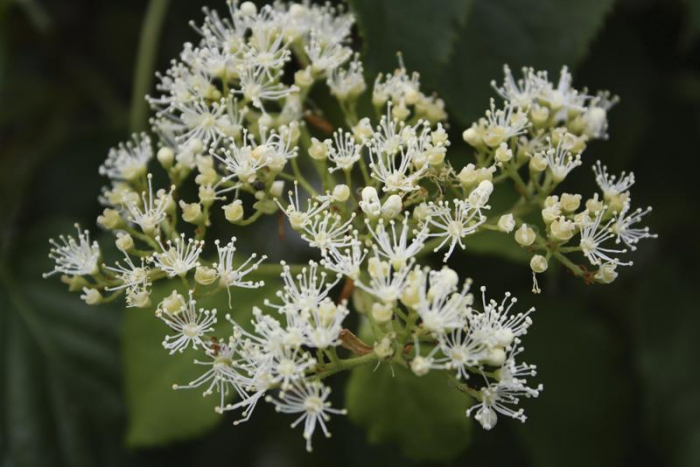 Hydrangea Anomala Petiolaris - Hortensie Cățărătoare [5]