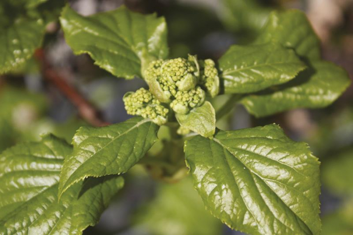 Hydrangea Anomala Petiolaris - Hortensie Cățărătoare [4]