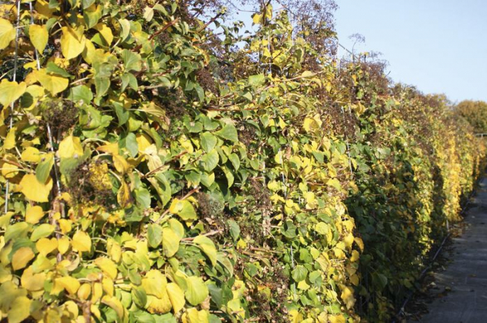 Hydrangea Anomala Petiolaris - Hortensie Cățărătoare [2]