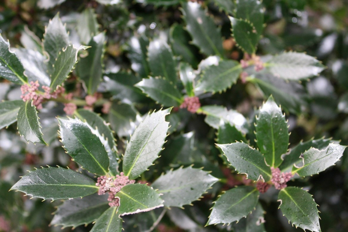 Ilex Meserveae Heckenpracht - Laur Heckenpracht [5]