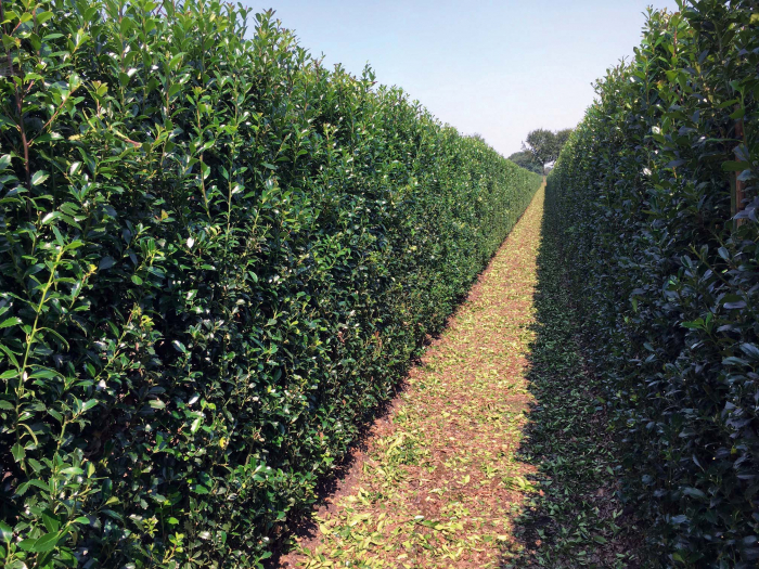 Ilex Meserveae Heckenpracht - Laur Heckenpracht [2]