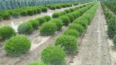 Juniperus Media Mint Julep [1]