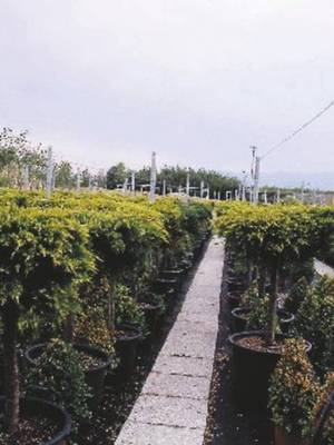 Juniperus Media Pfitz. Aurea [1]