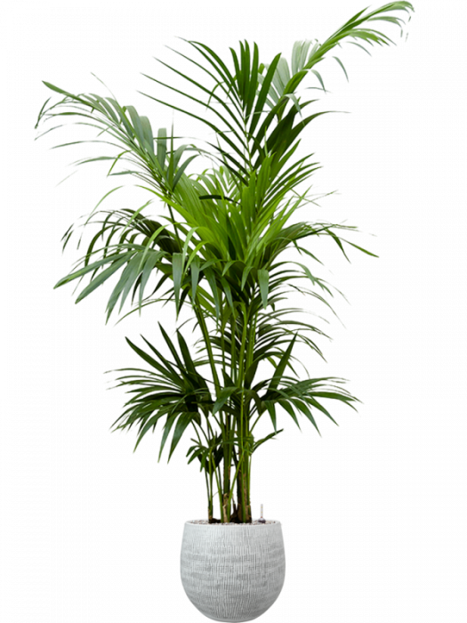 Kentia (Howea) forsteriana 160 cm [2]