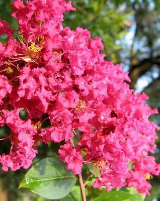 Lagerstroemia Indica Red Imperator [1]