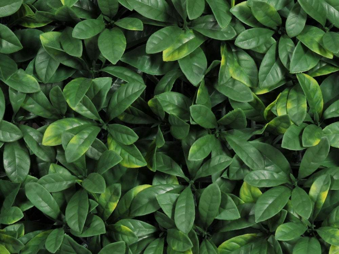 Larice verde deschis [3]