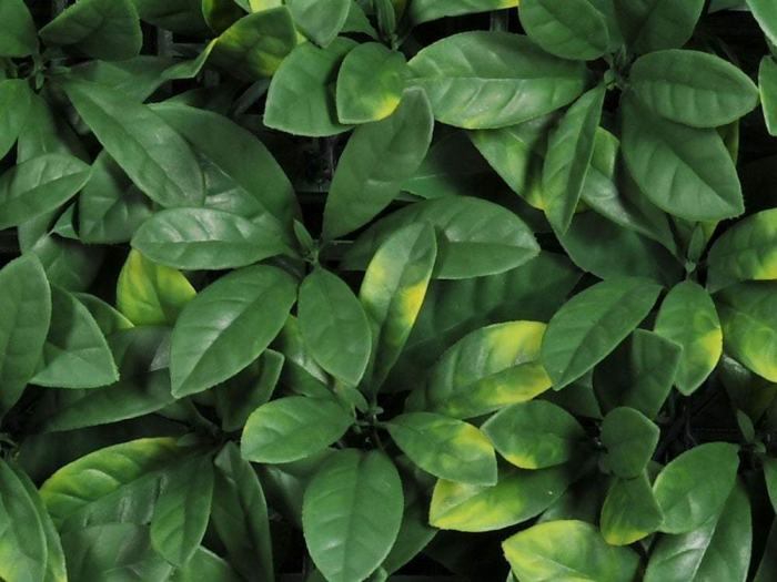 Larice verde deschis [2]