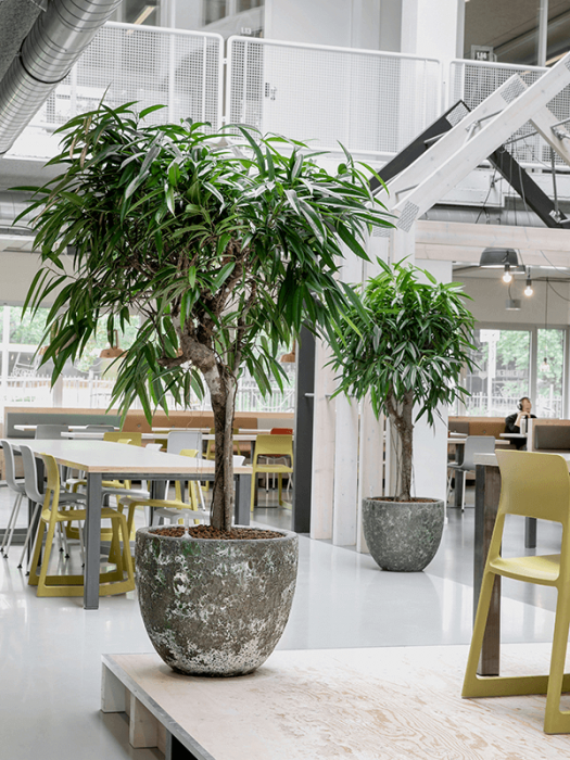 Ghiveci LAVA Couple Relic jade 45 x 42 [2]