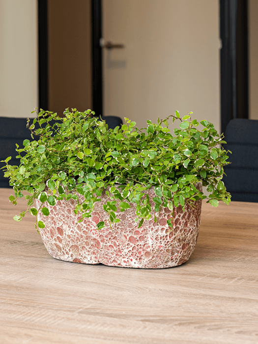 Ghiveci LAVA Oval Relic pink (smălțuit pe interior) 31 x 18 / 15 [2]