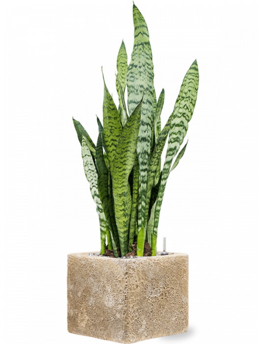 Ghiveci LAVA Relic beige (smălțuit pe interior) 22 x 22 / 20 [2]