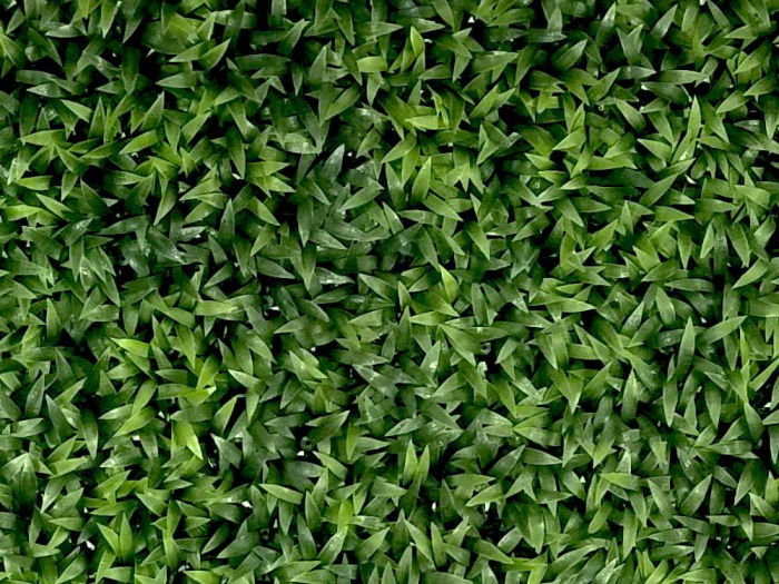 Leliegras Liriope [2]