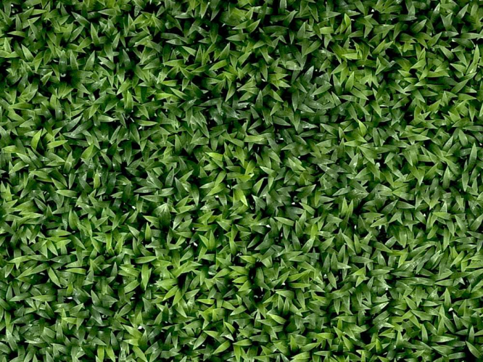 Leliegras Liriope [3]