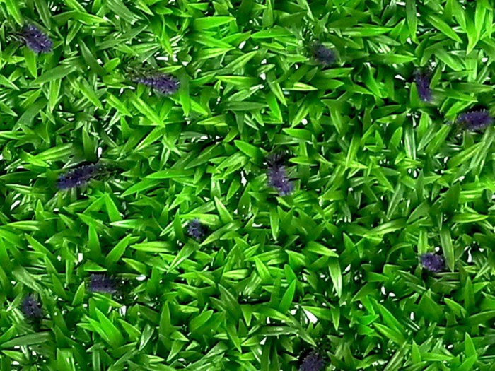 Leliegras Liriope cu flori [2]