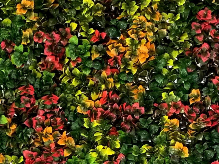 Leucadendron multicolor [2]