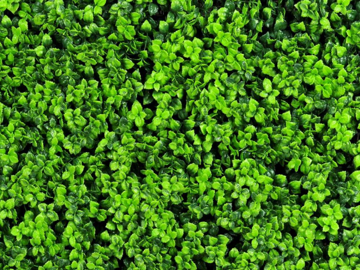 Leucodendron verde [3]