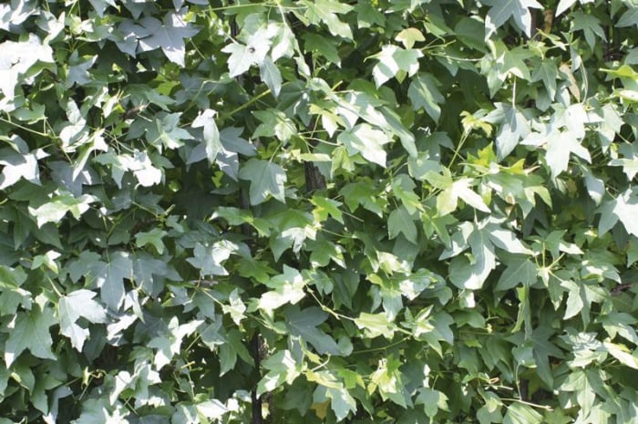 Liquidambar Styraciflua - Arbore De Gumă [4]